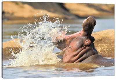 Splashing Hippo Canvas Art Print - Hippopotamus Art