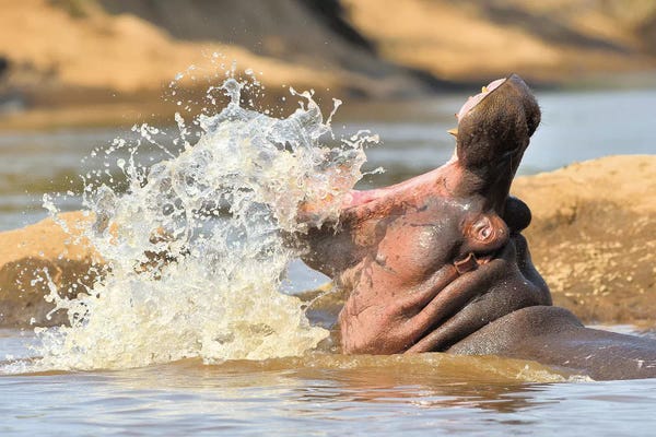 Hippopotamuses: Splashing Hippo by Elmar Weiss