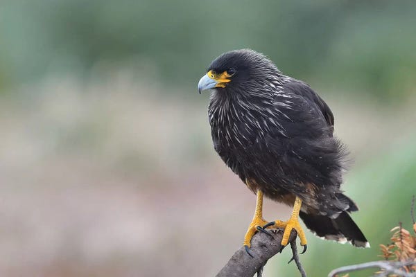 Elmar Weiss: Falkland Caracara by Elmar Weiss