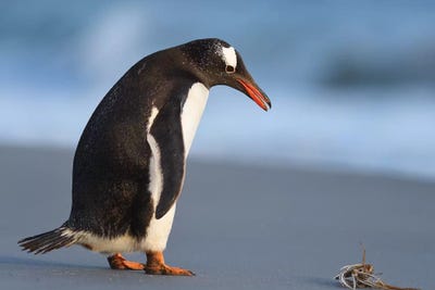 Falkland I by Elmar Weiss framed canvas print