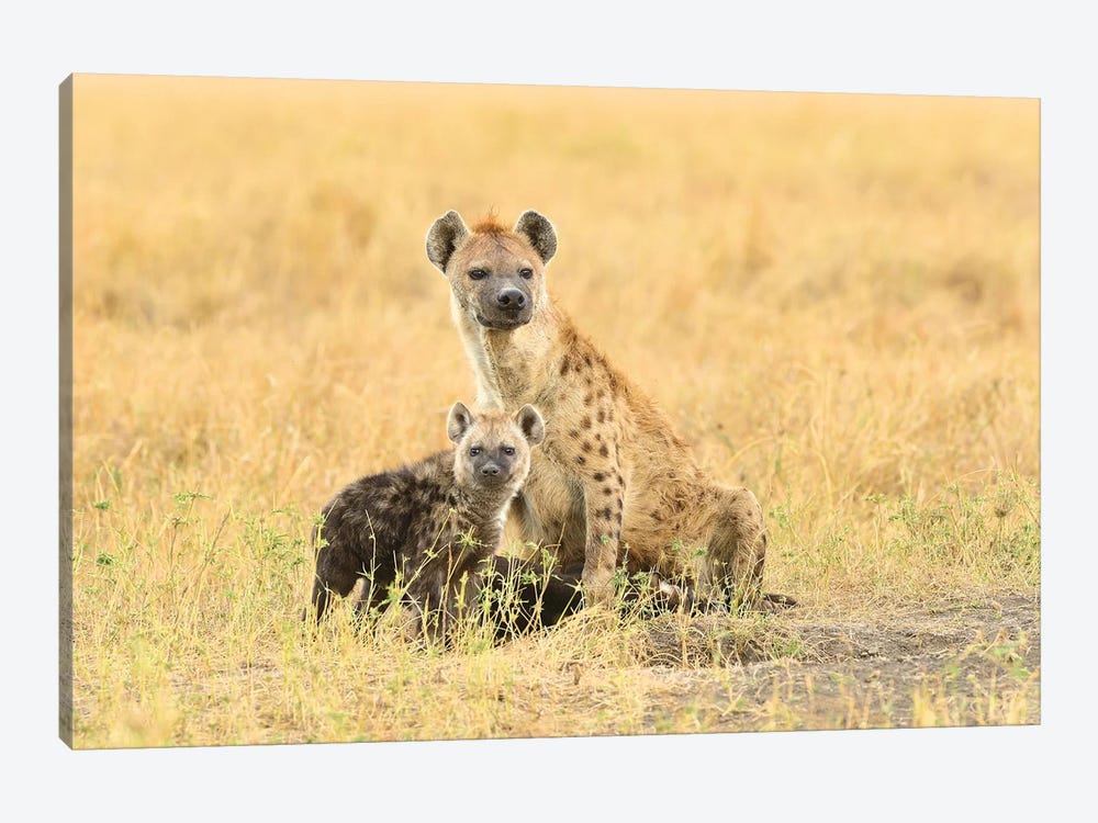 Spotted Hyeanas - Mother And Pup by Elmar Weiss 1-piece Canvas Print