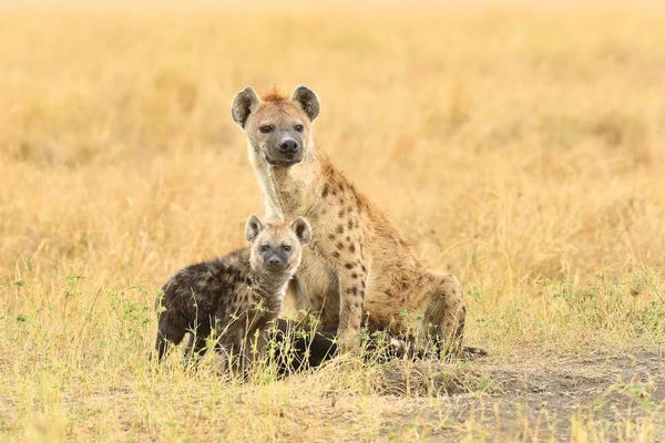 Elmar Weiss: Spotted Hyeanas - Mother And Pup by Elmar Weiss