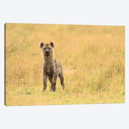 Spotted Hyaena Frontal Canvas Print #ELM371} by Elmar Weiss Canvas Wall Art