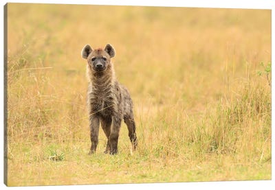 Spotted Hyaena Frontal Canvas Art Print