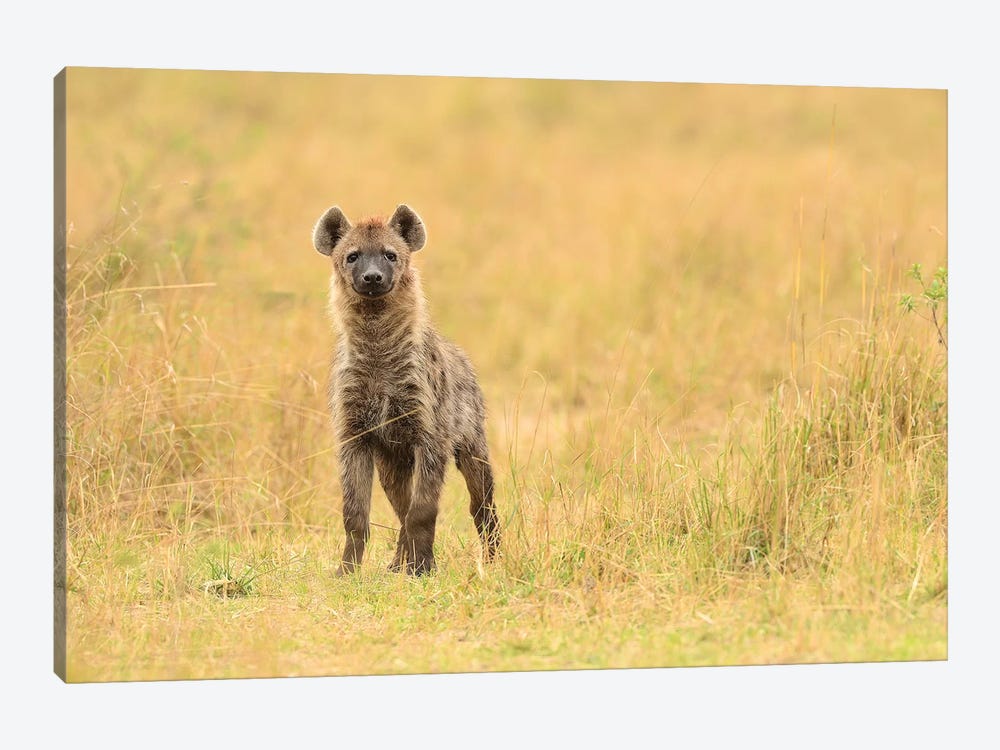 Spotted Hyaena Frontal by Elmar Weiss 1-piece Canvas Wall Art