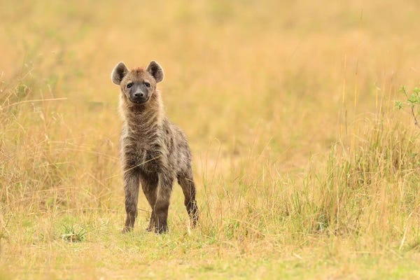 Elmar Weiss: Spotted Hyaena Frontal by Elmar Weiss
