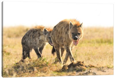 Spotted Hyenas Walking By Canvas Art Print