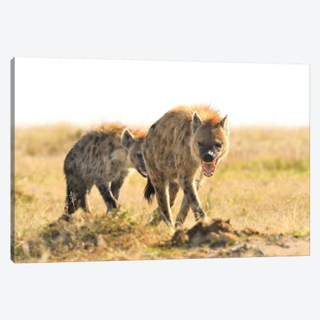 Spotted Hyenas Walking By Canvas Print #ELM372} by Elmar Weiss Canvas Artwork