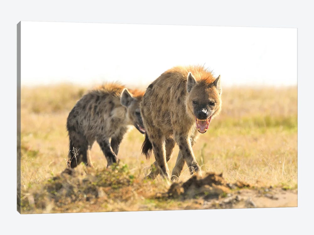 Spotted Hyenas Walking By by Elmar Weiss 1-piece Canvas Print