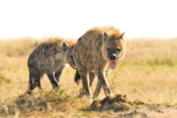 Elmar Weiss: Spotted Hyenas Walking By by Elmar Weiss