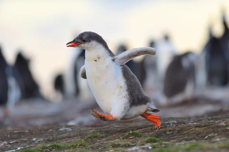 Sprinting Gentoo Penguin Chick