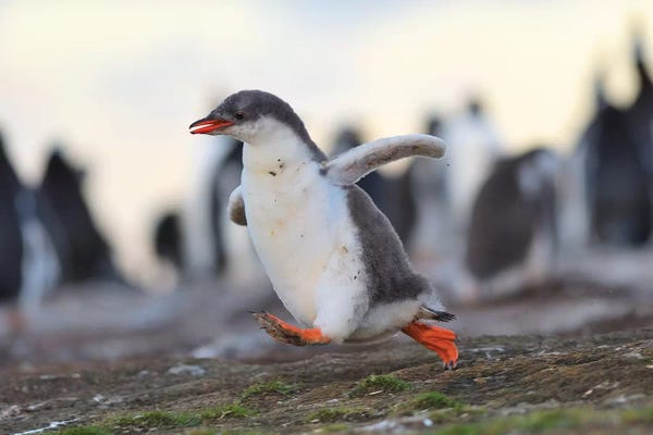 Sprinting Gentoo Penguin Chick
