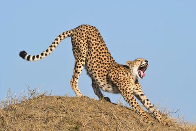Streching Cheetah by Elmar Weiss framed canvas print