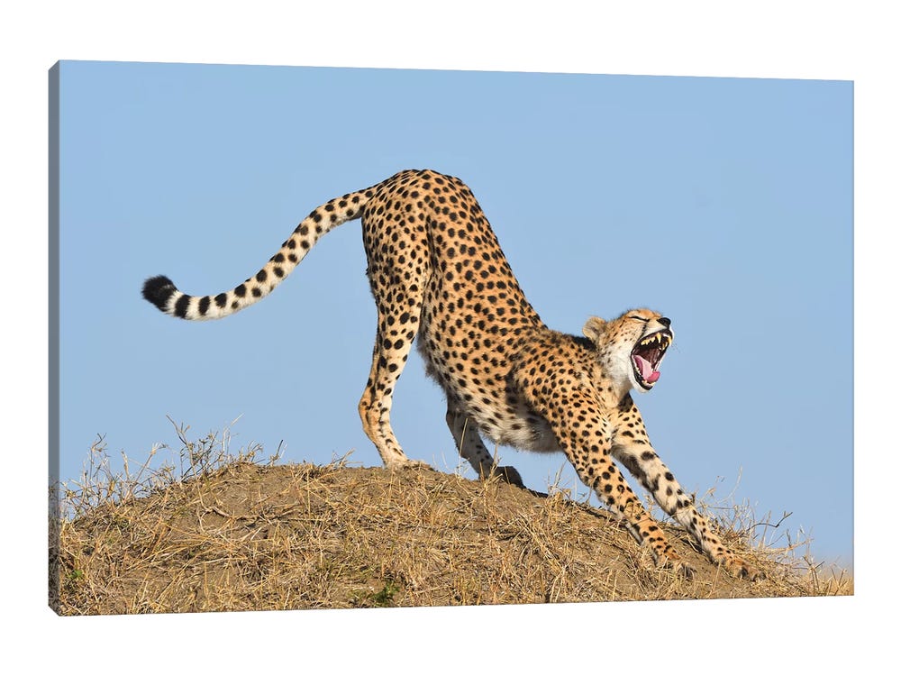 Streching Cheetah Canvas Artwork by Elmar Weiss