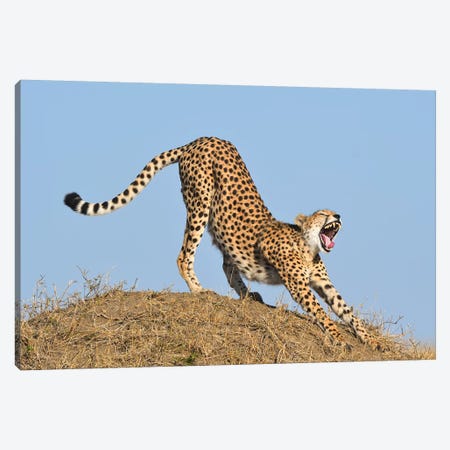 Streching Cheetah Canvas Print #ELM374} by Elmar Weiss Canvas Print