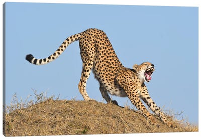 Streching Cheetah Canvas Art Print