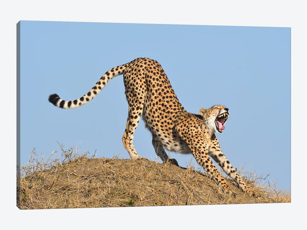 Streching Cheetah by Elmar Weiss 1-piece Canvas Print