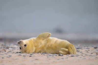 Streching Grey Seal Pup by Elmar Weiss framed canvas print