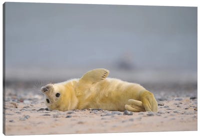 Streching Grey Seal Pup Canvas Art Print - Seal Art