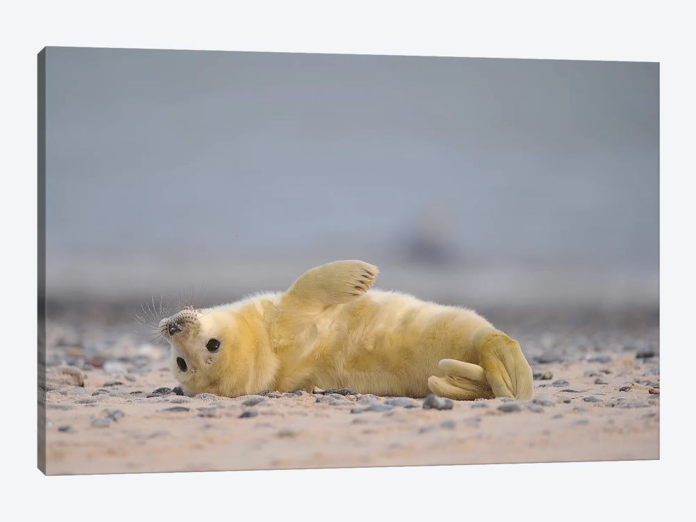 Streching Grey Seal Pup by Elmar Weiss 1-piece Canvas Artwork
