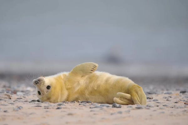 Elmar Weiss: Streching Grey Seal Pup by Elmar Weiss