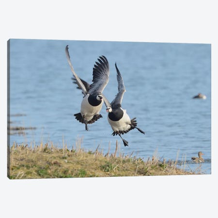 The Chase - Barnacle Geese Canvas Print #ELM378} by Elmar Weiss Canvas Wall Art