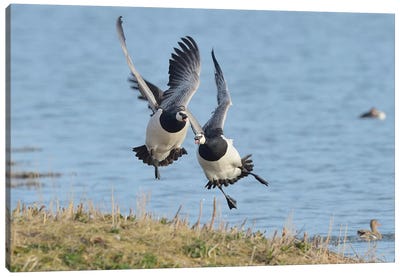 The Chase - Barnacle Geese Canvas Art Print - Jordy Blue