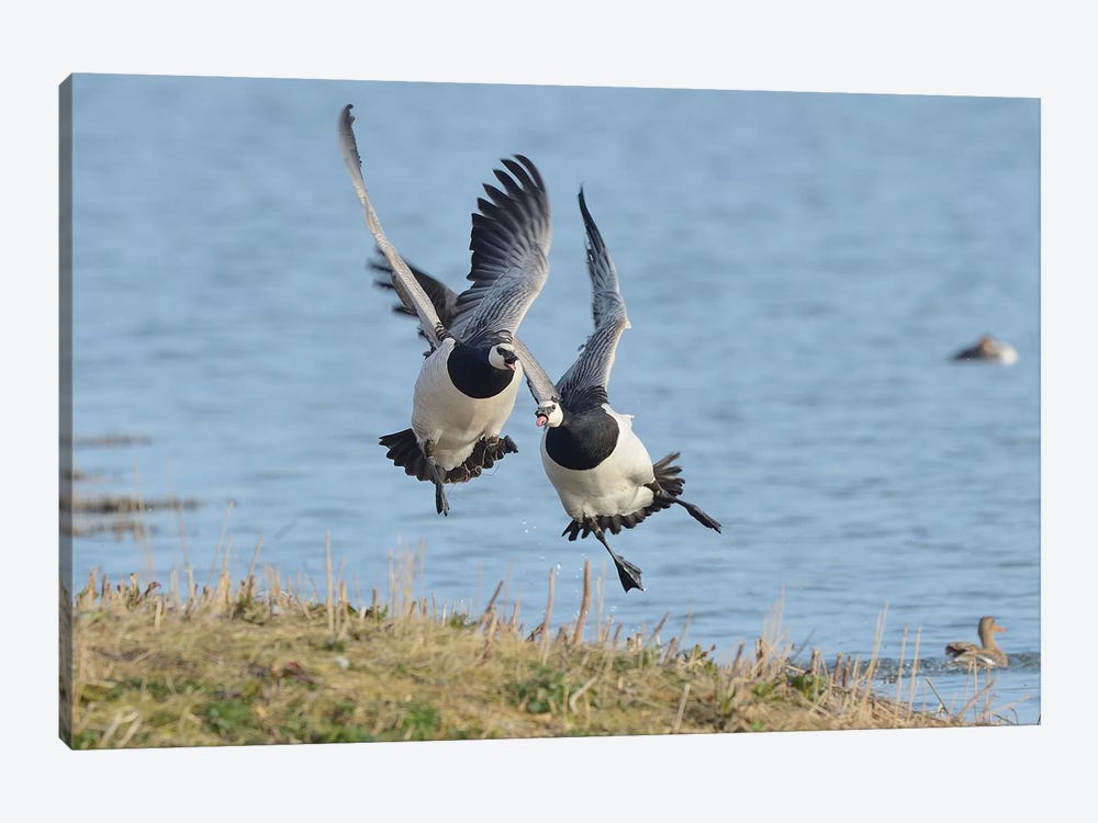 The Chase - Barnacle Geese by Elmar Weiss 1-piece Canvas Art Print