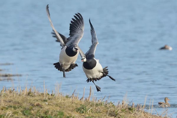 Elmar Weiss: The Chase - Barnacle Geese by Elmar Weiss