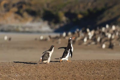 Falkland II by Elmar Weiss framed canvas print