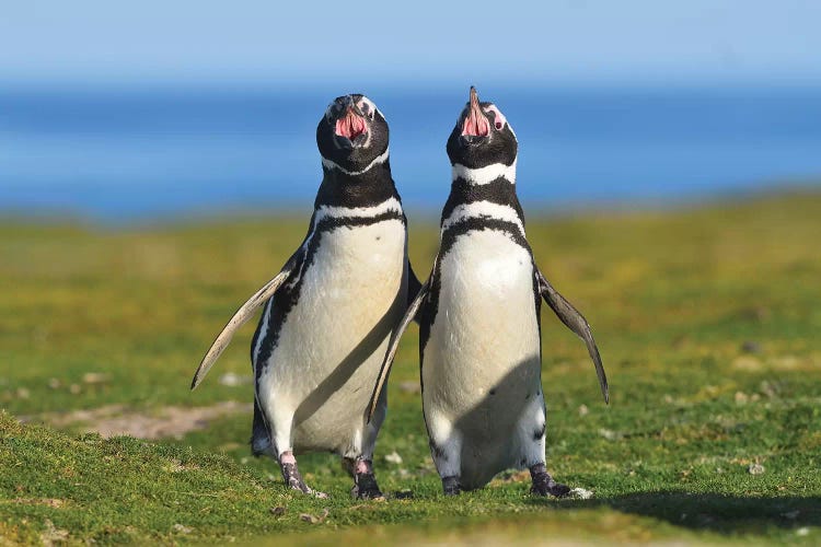 The Voice Of Falklands -Magellanic Penguins by Elmar Weiss wall art