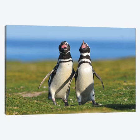 The Voice Of Falklands -Magellanic Penguins Canvas Print #ELM380} by Elmar Weiss Canvas Art Print
