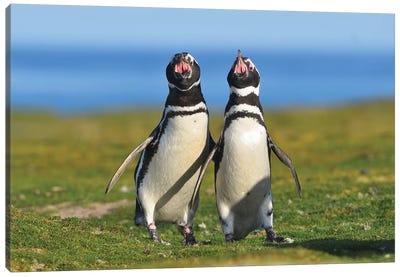 The Voice Of Falklands -Magellanic Penguins Canvas Art Print - Elmar Weiss