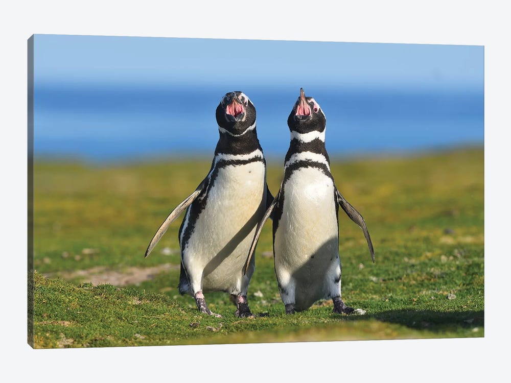 The Voice Of Falklands -Magellanic Penguins by Elmar Weiss 1-piece Canvas Wall Art