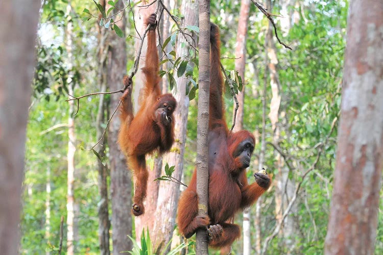 Two Orangutans In The Trees