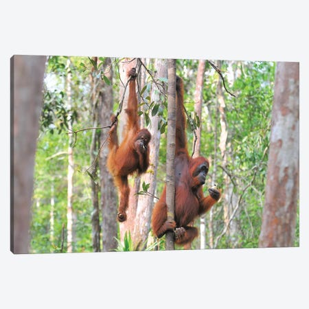 Two Orangutans In The Trees Canvas Print #ELM383} by Elmar Weiss Canvas Print