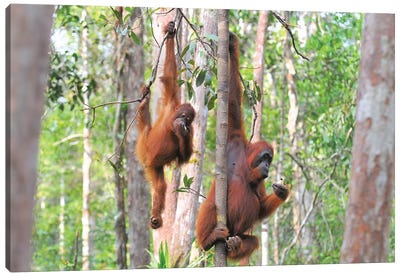 Two Orangutans In The Trees Canvas Art Print - Orangutan Art