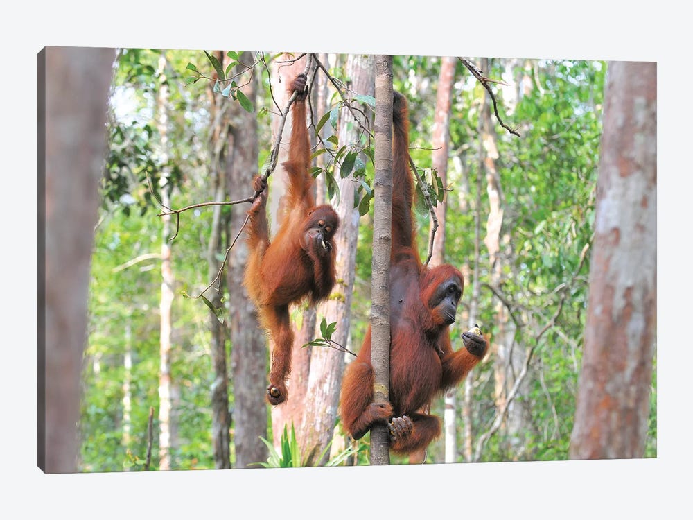 Two Orangutans In The Trees by Elmar Weiss 1-piece Canvas Print