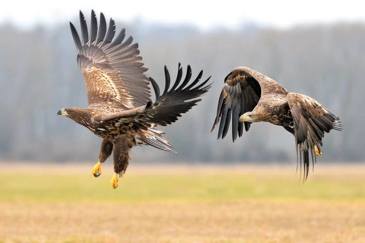 Two White-Tailed Eagles In Flight