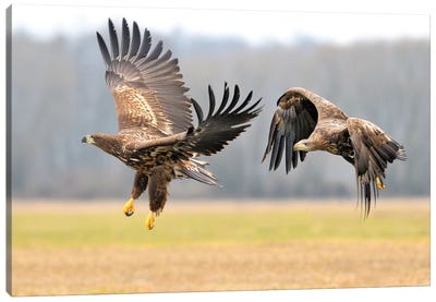 Two White-Tailed Eagles In Flight Canvas Art Print - Elmar Weiss
