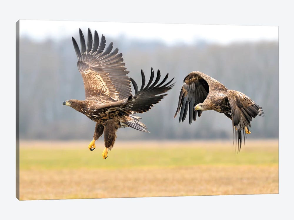 Two White-Tailed Eagles In Flight by Elmar Weiss 1-piece Canvas Wall Art