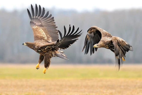 Two White-Tailed Eagles In Flight