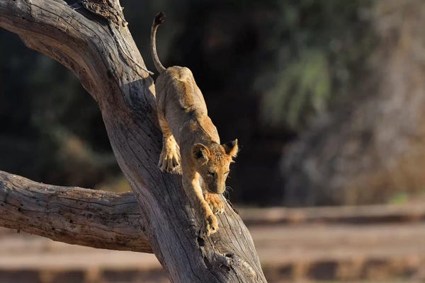 Elmar Weiss: Tree Climbing Lion Cub by Elmar Weiss
