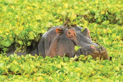 Hippo Undercover by Elmar Weiss art print