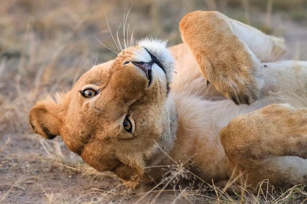 Elmar Weiss: Upside Down Lioness by Elmar Weiss