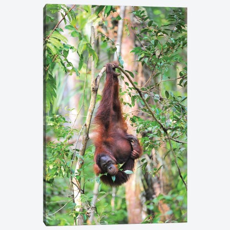 Upside Down Orangutan Canvas Print #ELM388} by Elmar Weiss Canvas Print