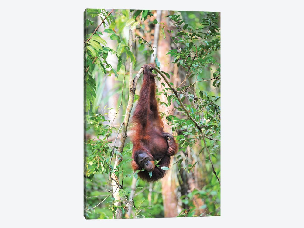 Upside Down Orangutan by Elmar Weiss 1-piece Canvas Artwork