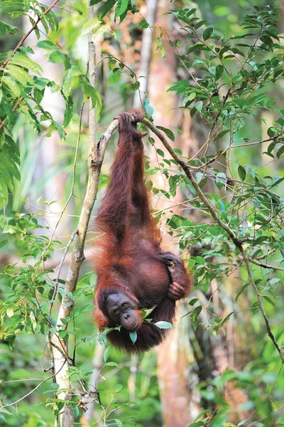 Orangutans: Upside Down Orangutan by Elmar Weiss