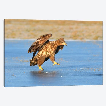 White-Tailed Eagle On Ice Canvas Print #ELM389} by Elmar Weiss Art Print