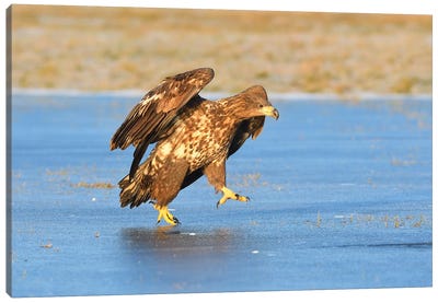 White-Tailed Eagle On Ice Canvas Art Print - Elmar Weiss